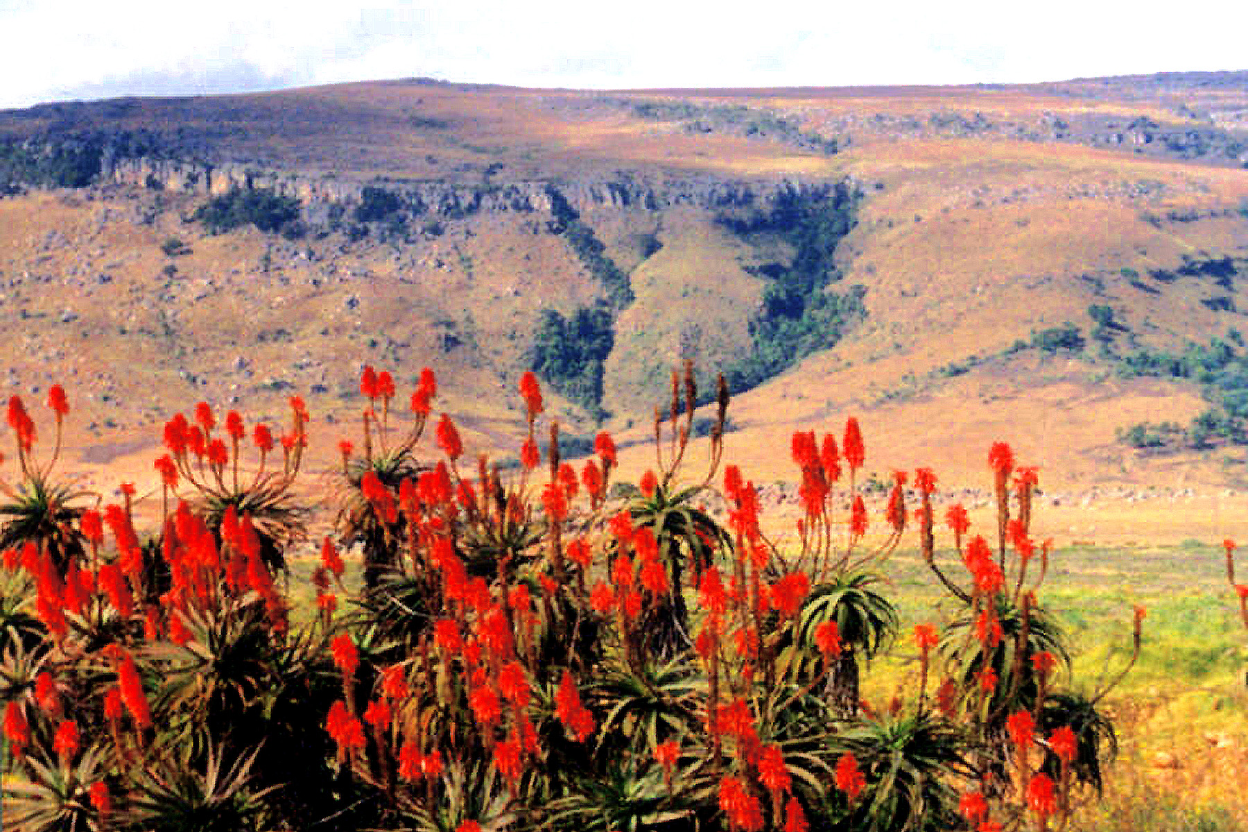 Blyde River Canyon and Flowers.jpg